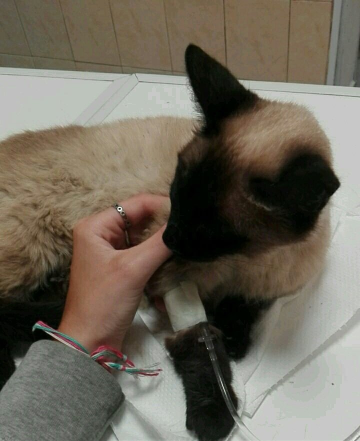 guillefreire's tweet photo. No puedo creer la suerte que tuve de que alguien la encuentre a tiempo y esté conmigo de nuevo💟 https://t.co/x8LwOTcWts