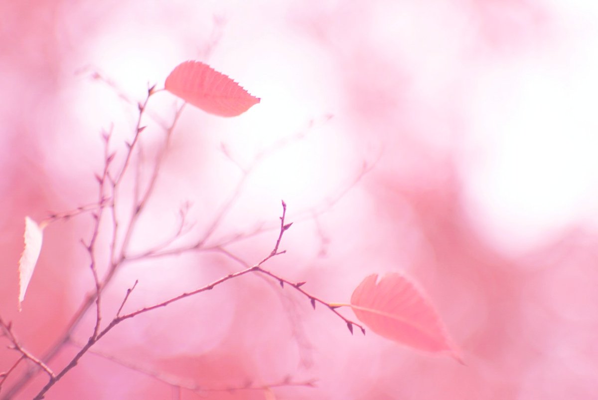 oruko_'s tweet photo. ✄ - - - - - - - - - - - - - - - -
#AutumnMemory https://t.co/0qtTle6v6i