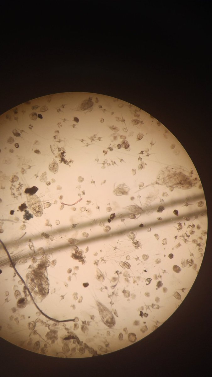 rockinrobin03's tweet photo. After #GoneSampling comes #SittingattheScope #Zooplankton #Copepods https://t.co/7Chd7kD34p