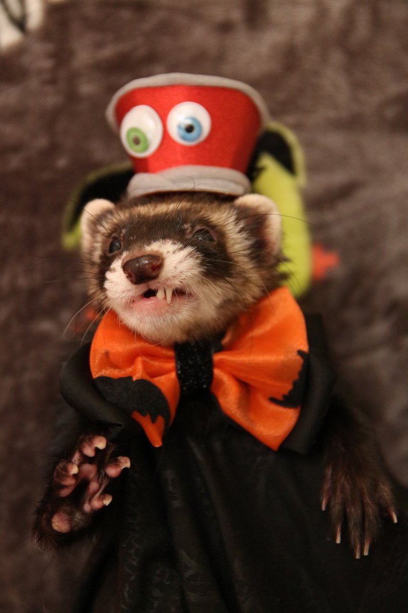 MarshallPet's tweet photo. Get your vote on! Our Halloween Photo contest is in full swing and there's still time to upload your photos. https://t.co/WJQ2edJp8d #ferret https://t.co/1SdUvFeb1T