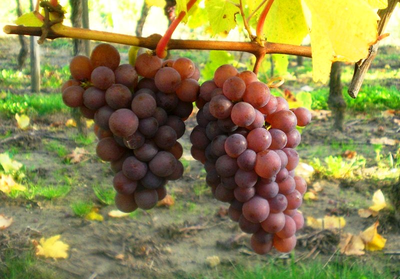 drinkAlsace's tweet photo. #TuesTrivia Pinot Gris was planted in Kientzheim #Alsace under the name "Tokay," taken from Hungary’s most famous wine Tokaji, https://t.co/F5U5xiyPQW