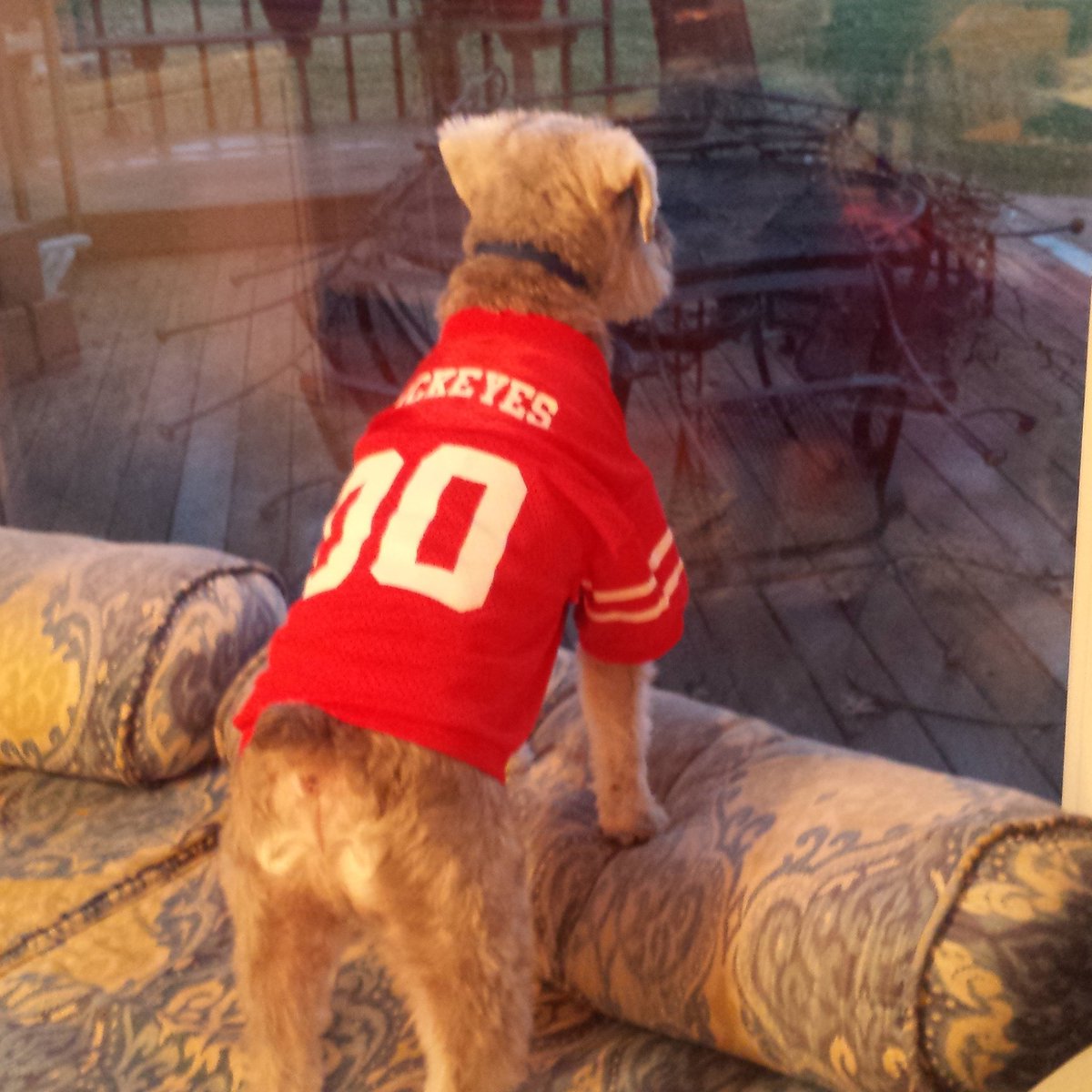 gage_toby's tweet photo. Go Bucks!! https://t.co/DwigNxxfue