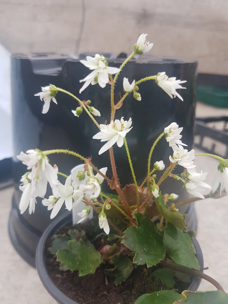 ashbrooknursery's tweet photo. #Saxifraga #fortunei #Shiranami looking gorgeous today here. @ashbrooknursery https://t.co/KXkzurH5yL