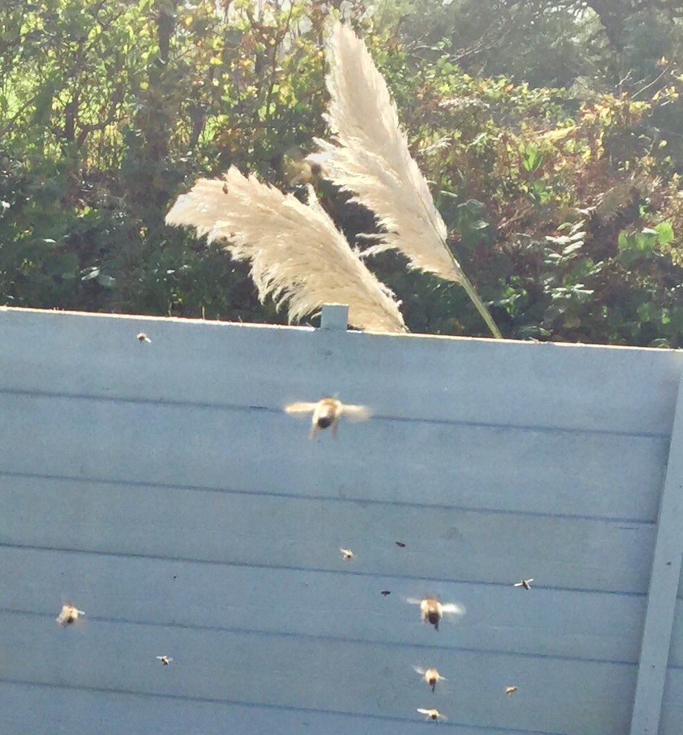 daisys_honey tweet picture