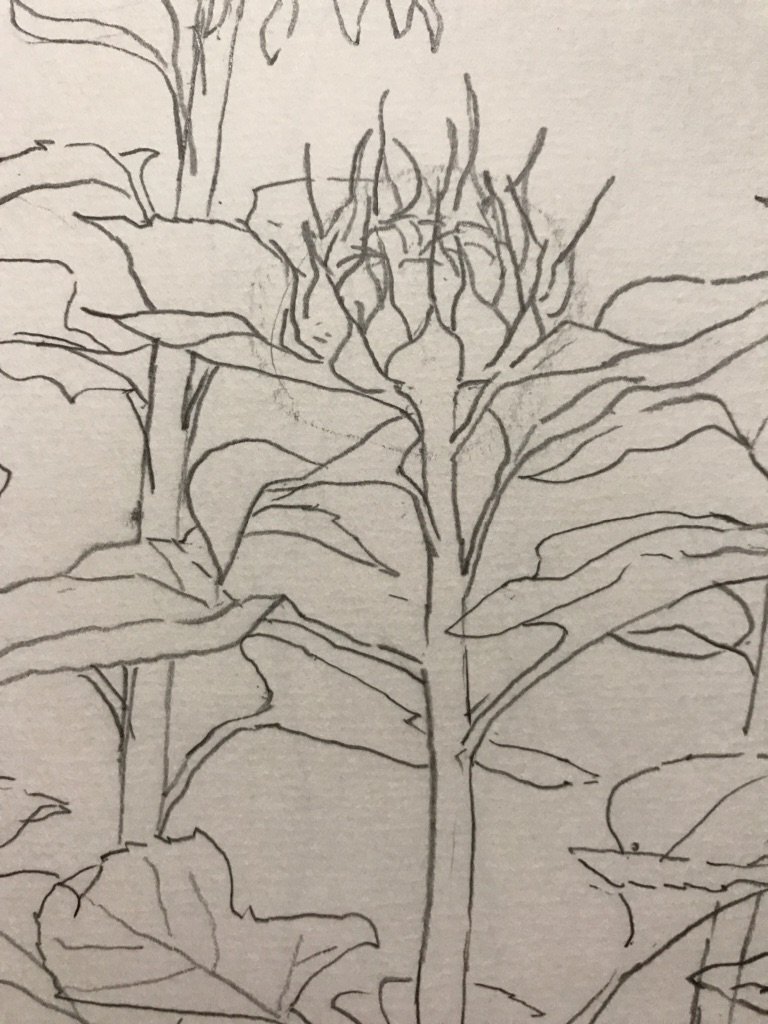 SayocoU's tweet photo. Nothing but you #croquis #sketch #sunflower #artwork #artoftheday #art  "Baby sun" https://t.co/FuLLl1DYXP