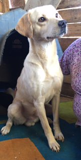 eliasrubilar's tweet photo. Hola, soy Lucas!. Fui rescatado de la calle en Valpo, sané mis heridas y busco un hogar. Dame RT porfis 🐶@AdopCalleValpo Información x DM https://t.co/J7hRsj1HOG