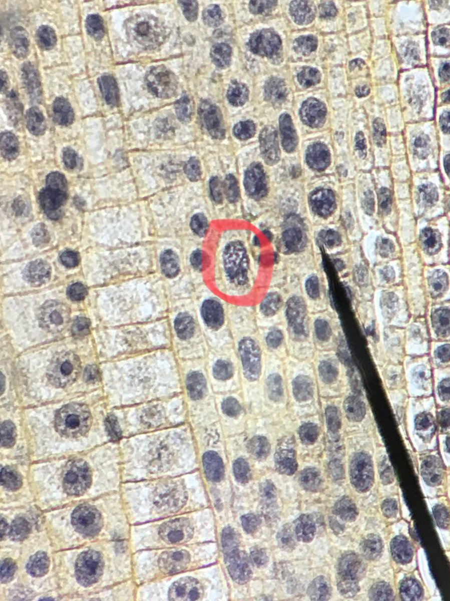 Michaela122898's tweet photo. Phases of mitosis in a plant cell. #106F17week10 @CandyBoy03 @MummConnor @BodhiJelinek @UNKBiol106CW https://t.co/v9sMhbMzpC