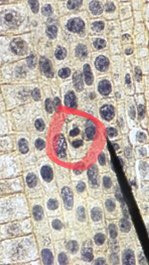 Michaela122898's tweet photo. Phases of mitosis in a plant cell. #106F17week10 @CandyBoy03 @MummConnor @BodhiJelinek @UNKBiol106CW https://t.co/v9sMhbMzpC