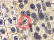 Michaela122898's tweet photo. Phases of mitosis in a plant cell. #106F17week10 @CandyBoy03 @MummConnor @BodhiJelinek @UNKBiol106CW https://t.co/v9sMhbMzpC