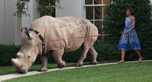 Cemoto78's tweet photo. "Bob Corker"takes a stroll. #Draintheswamp #AlerttheDaycareStaff #GOPe #RINO #MAGA #outnumbered #adiosBOB #RetireMcCain https://t.co/zBFan6jHWd