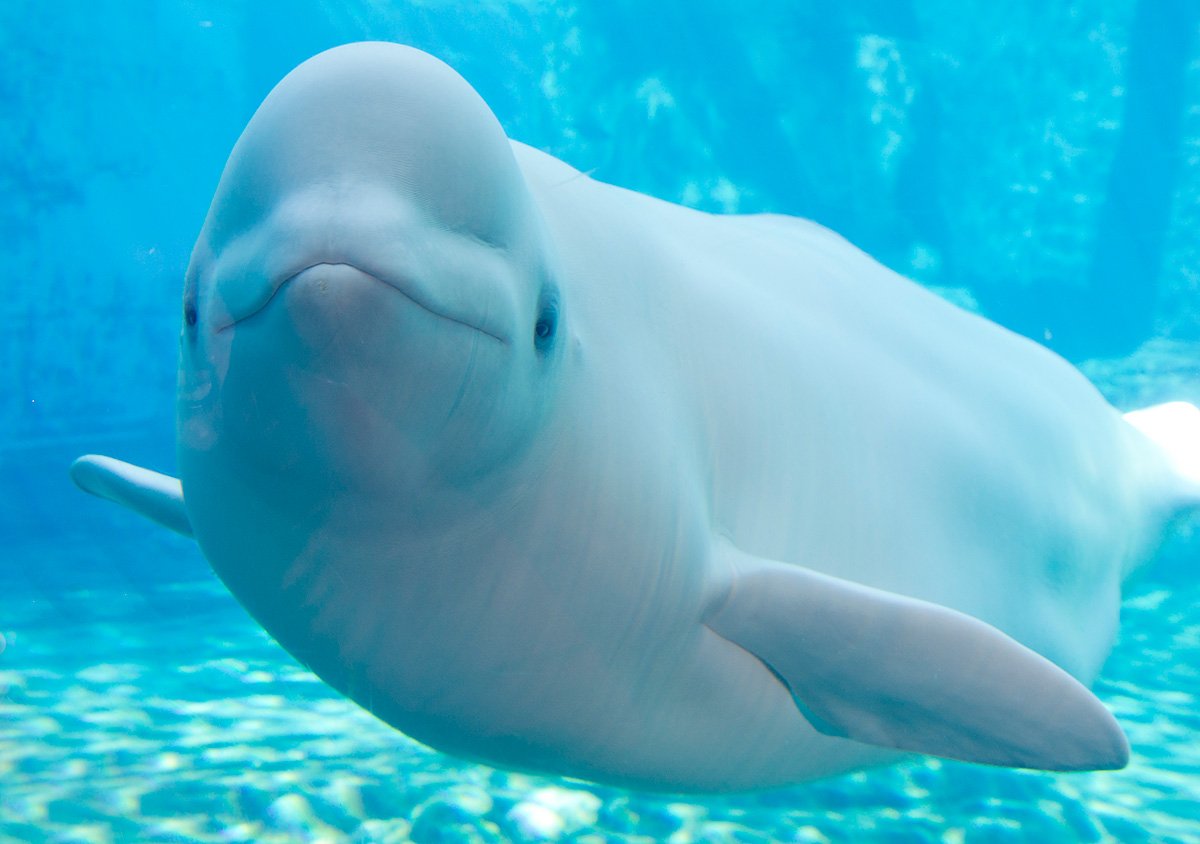 tofs Fun Fact! - There's a beluga with a fine appreciation for the arts!

Video: bit.ly/2h0F6Qu