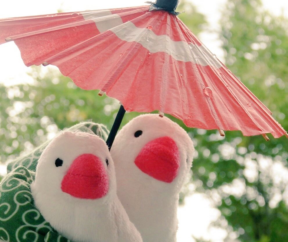 13tomoemon's tweet photo. うちには本物の文鳥さんはいないけれど、一年前に出会った「ふろしき文鳥」さんが居てくれるので、毎日とても楽しく幸せな時間を過ごしています。

生まれてきてくれて ありがとう(*´▽｀*)
ぶんちょーさん♥ おちびちゃん♥

＃ふろしき文鳥
＃文鳥の日
＃文鳥の日2017 https://t.co/ieiiUC9MYE
