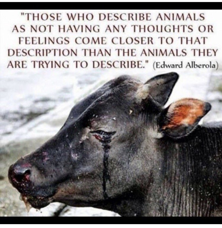 AnimalRightsPrj's tweet photo. #animalrightsproject #animalrights #animalrightsactivism #animalactivism #animalactivist #saveanimals #animalshaverights #animalsfeelpain https://t.co/Gncq8oRGVD