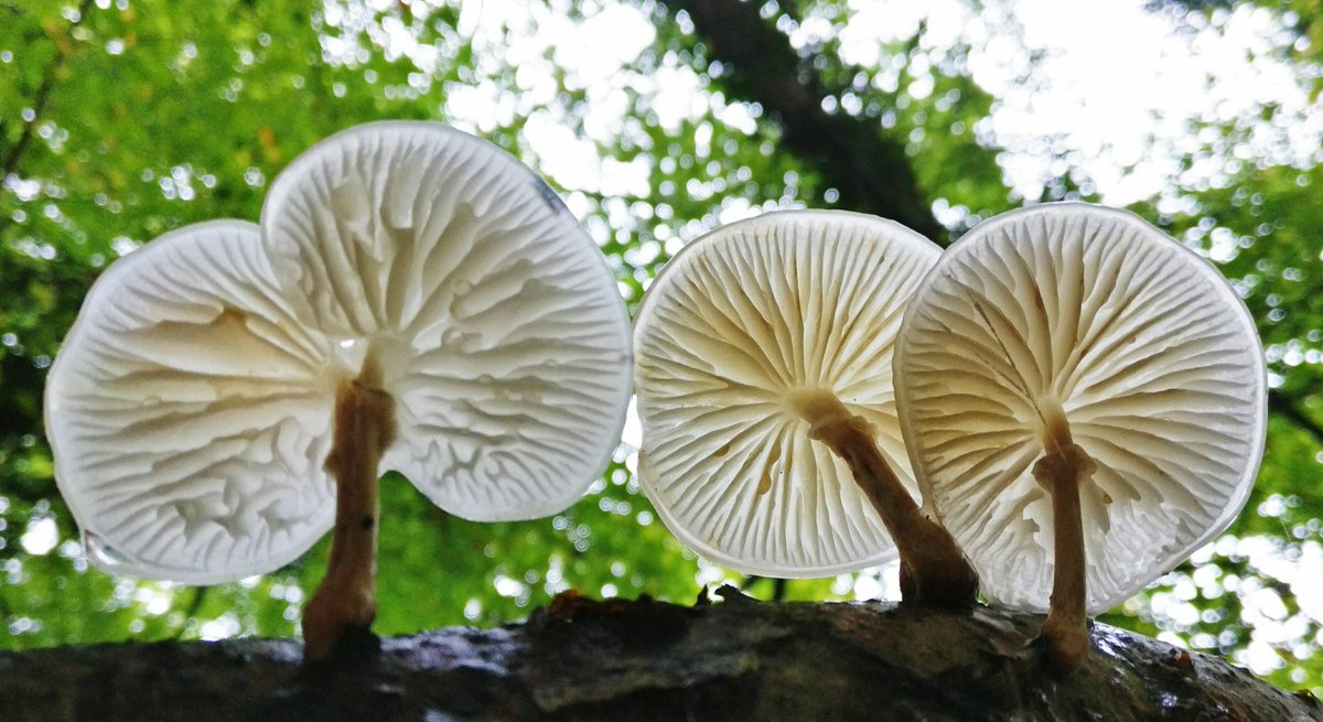 Ze lijken wel van glas! Wat is de porseleinzwam toch mooi! #herfst #paddenstoelen #staatsbosbeheer