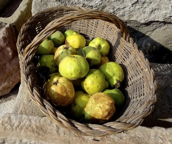 CalendariErmita's tweet image. 4 NOV FIRA #CODONY #TREMP @AngelPortet exposa licor codony i #RatafíaErmità goo.gl/dpP7Q2 @RatafiaRaiers @AjTremp @VINSVIDART