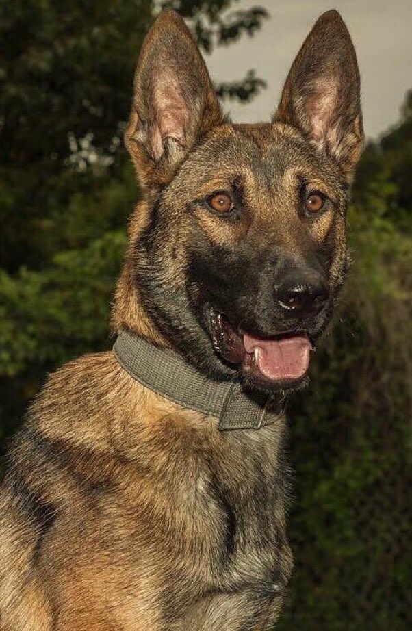 RPDOfficerChris's tweet photo. RPD's newest addition!
ZEUS, a Shepherd Malinois mix from Slovakia, joins our K9 team!
#RPDK9 https://t.co/evYN91OhY9