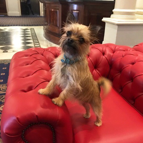 The cutest thing we've seen in our hotel! #dogfriendly