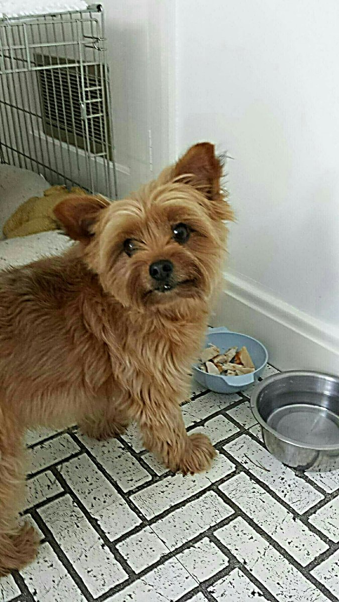 SimonleDog's tweet photo. My little cousin, Pip! ❤
#chorkie #UKcousin #UKdogs https://t.co/TEUoehpyUM