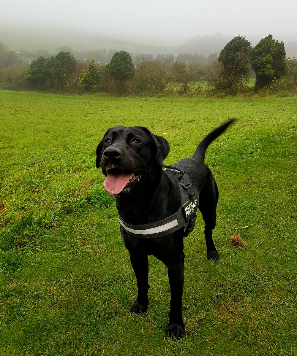 BlazeTheLab1's tweet photo. Blaze up the downs in the fog 🐶

#BlackLab #Thedowns #Foggy https://t.co/L1SLgywe45