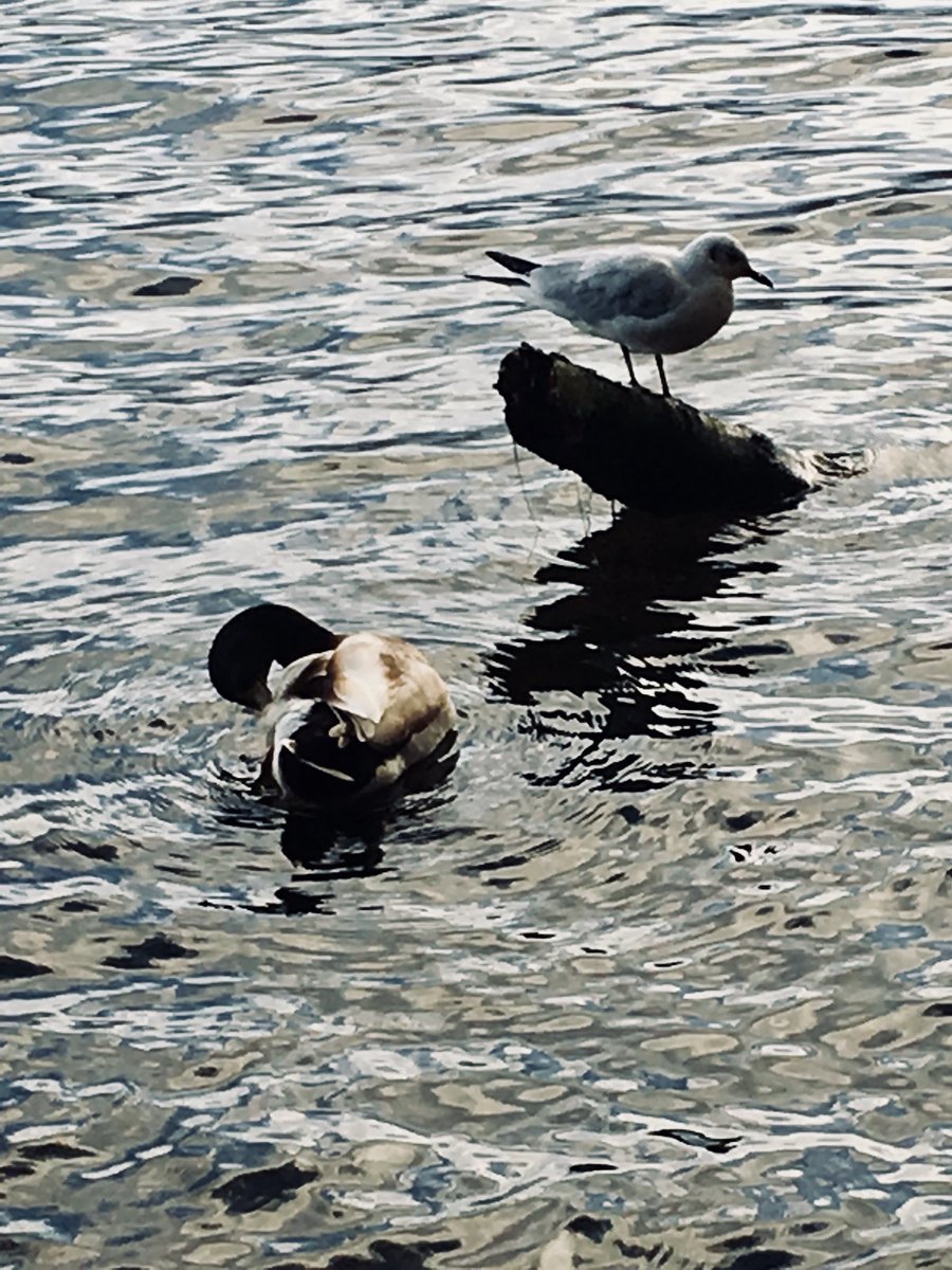 jcfcforever's tweet photo. If you look closely π you will spy some sleeping ducks.... π¦π¦ #TalkinTarn #Parney #AutumnalTints ππππ https://t.co/Nx4pquc0yM