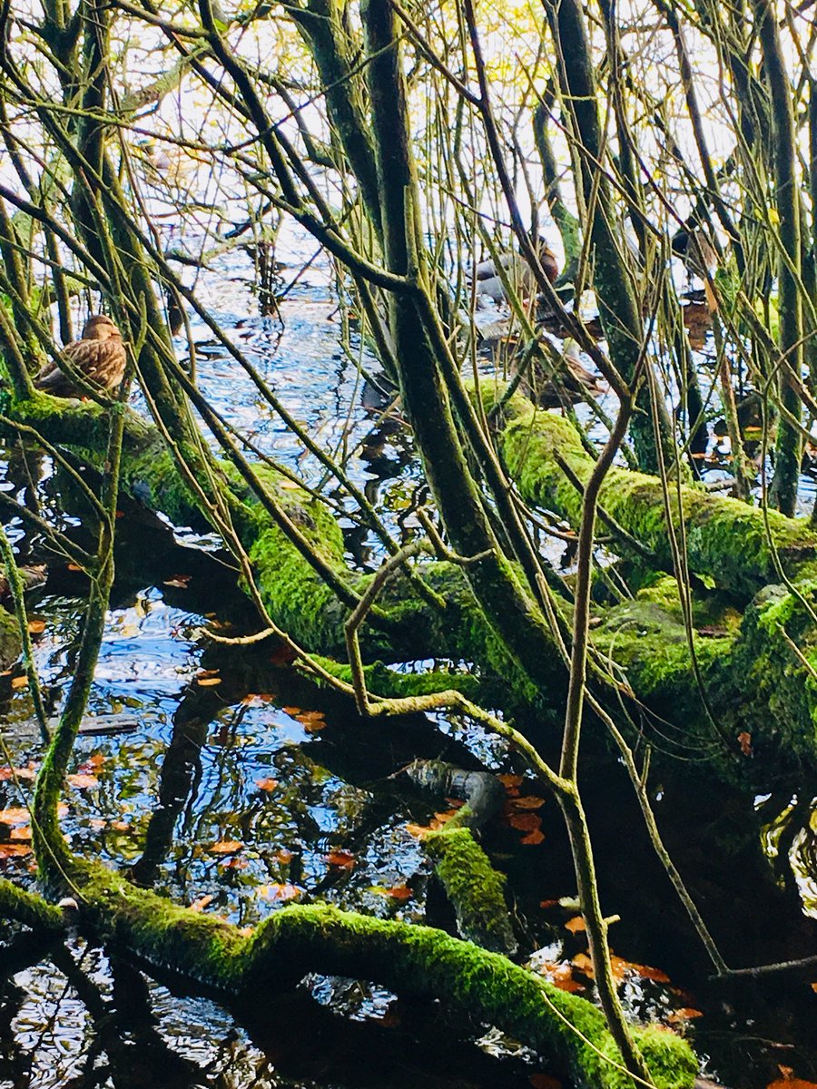 jcfcforever's tweet photo. If you look closely π you will spy some sleeping ducks.... π¦π¦ #TalkinTarn #Parney #AutumnalTints ππππ https://t.co/Nx4pquc0yM