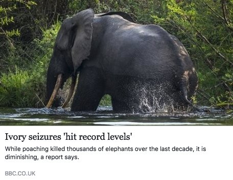 David_Yarrow's tweet photo. Ivory seizures reach record levels whilst poaching dropped again for 5th consecutive year in Africa- fantastic news!
https://t.co/ie7Pqiht0D https://t.co/b6x6eugOoY