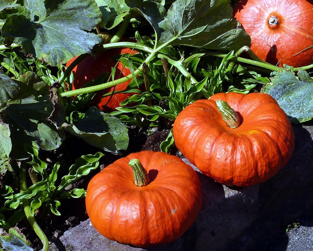 TheMainsofDrum's tweet photo. Happy #Halloween! Have you gone for a spooky plot this year, or a more autumnal look? Feel free to send us your pics! #LoveYourPlot https://t.co/SoUqE8rfBB