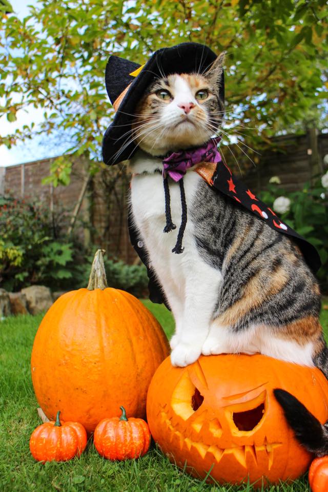 KernelKat's tweet image. Congratulations to Rosie-Aurora our #catoftheweek! #Halloween2017 #CatsOfTwitter #TuesdayMotivation #cats