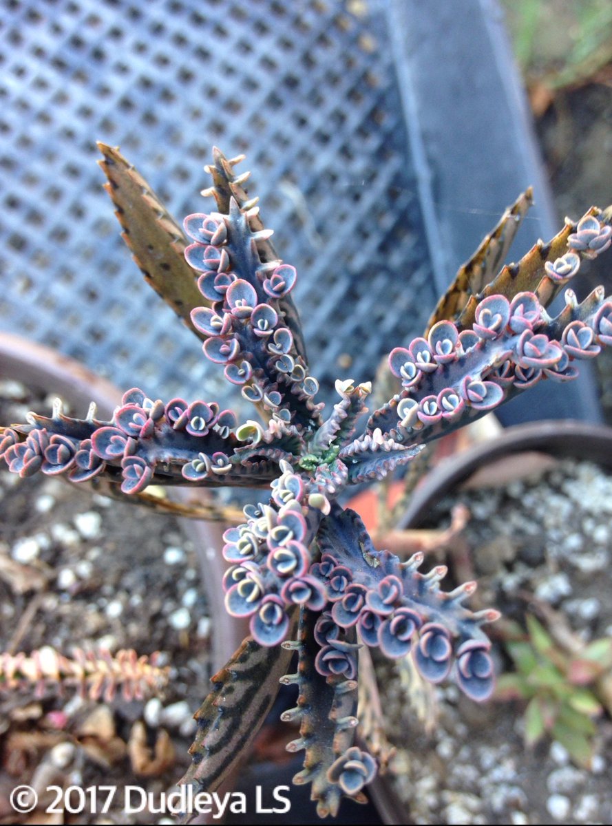 OCDudleya's tweet photo. It's called mother-of-thousands for very obvious reasons. With the exception of pink/purple hybrids that lack chlorophyll which prevents its plant-lets from taking over your garden. #kalanchoe #DelagoensisXdiagremontiana. Early Fall in Orange. Ideal for #succulentcontainers. https://t.co/U4PHJWLQM5