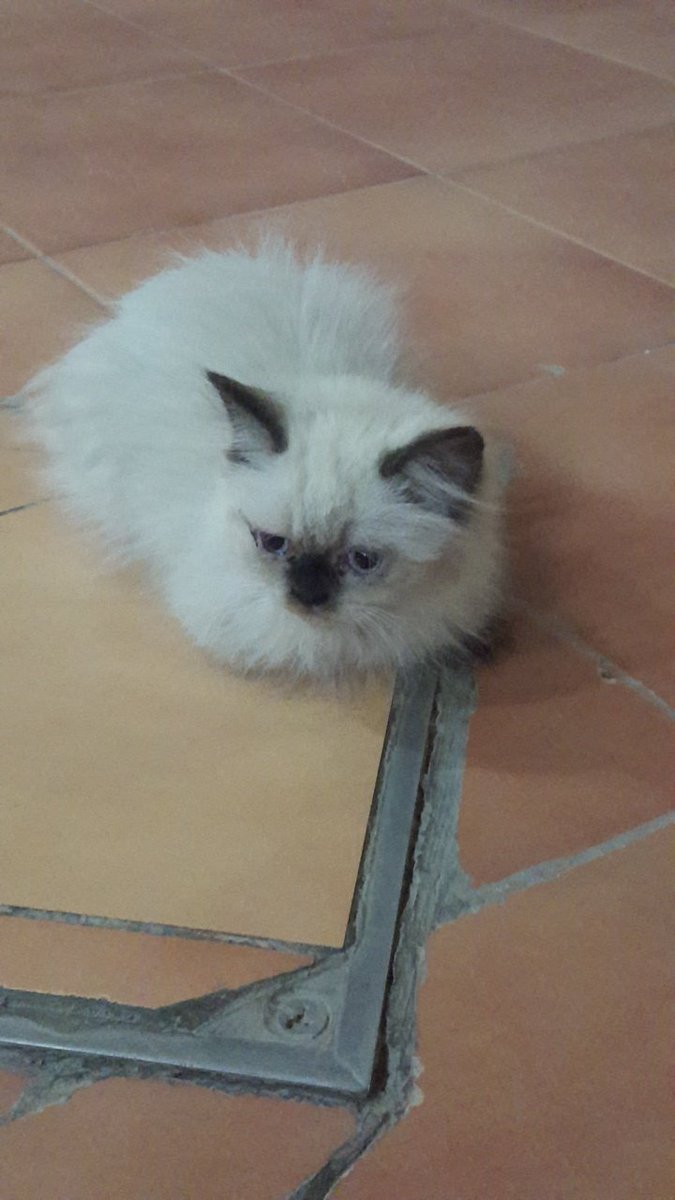 Riyadh_cats tweet media