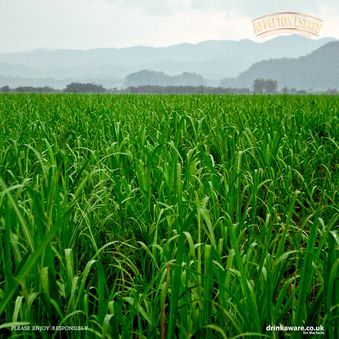 Appleton Estate UK tweet media