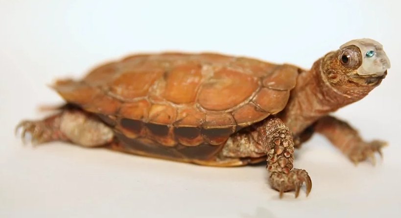 TheWebbyAwards's tweet photo. Watch a tiny turtle get a 3D-printed mask โ https://t.co/Tusf9PeN0Y #tinyturtletuesday https://t.co/bMIZ3W4YeG