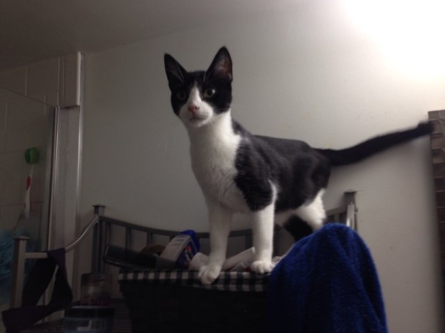 YourFace250's tweet photo. This is our new edition to the family. Her name is Nori. https://t.co/3UFUWz2JGh