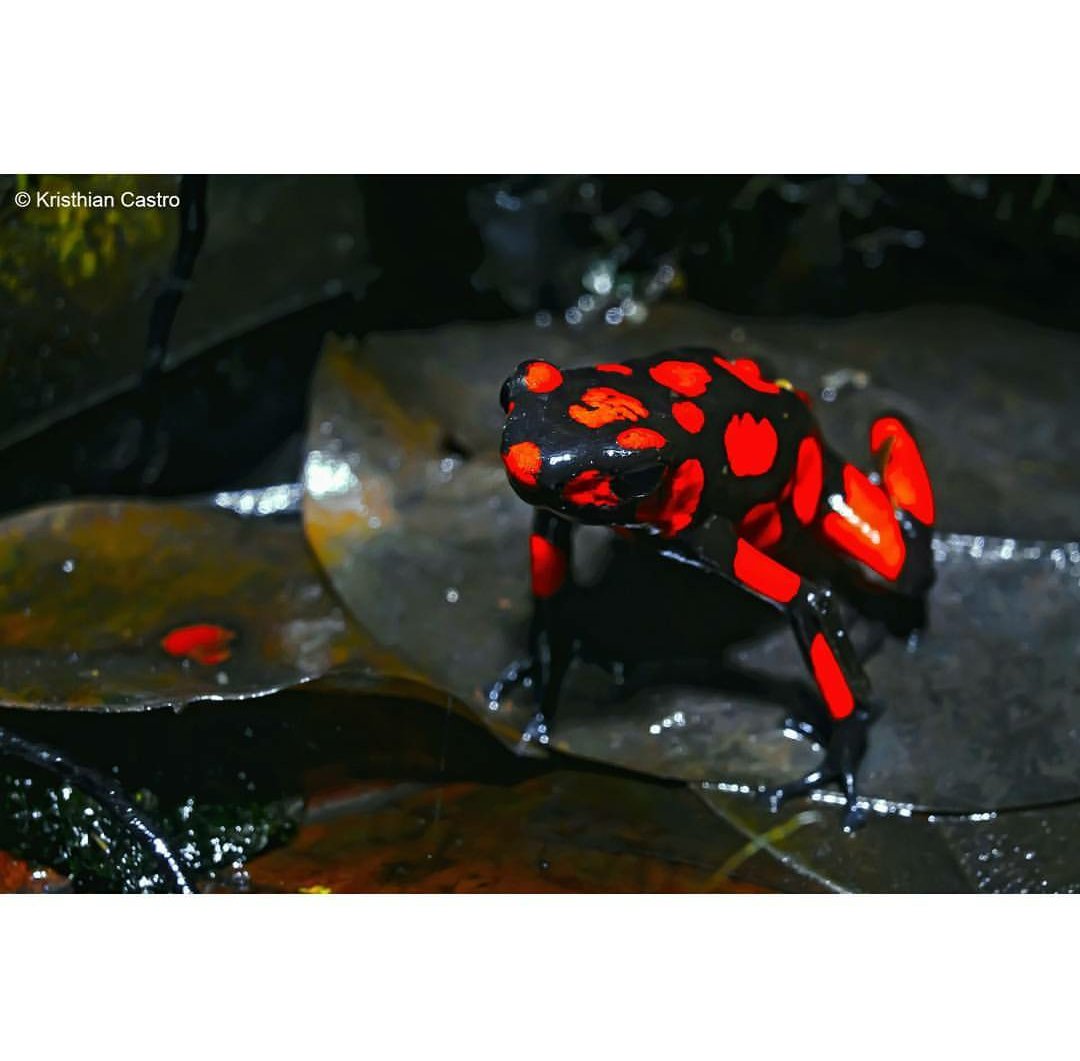 Harlequin Poison Dart #Frog (Oophaga histrionica) in the tropical  #rainforest of Bahía Solano, #Choco, #Colombia #amphibians #macro #travel
