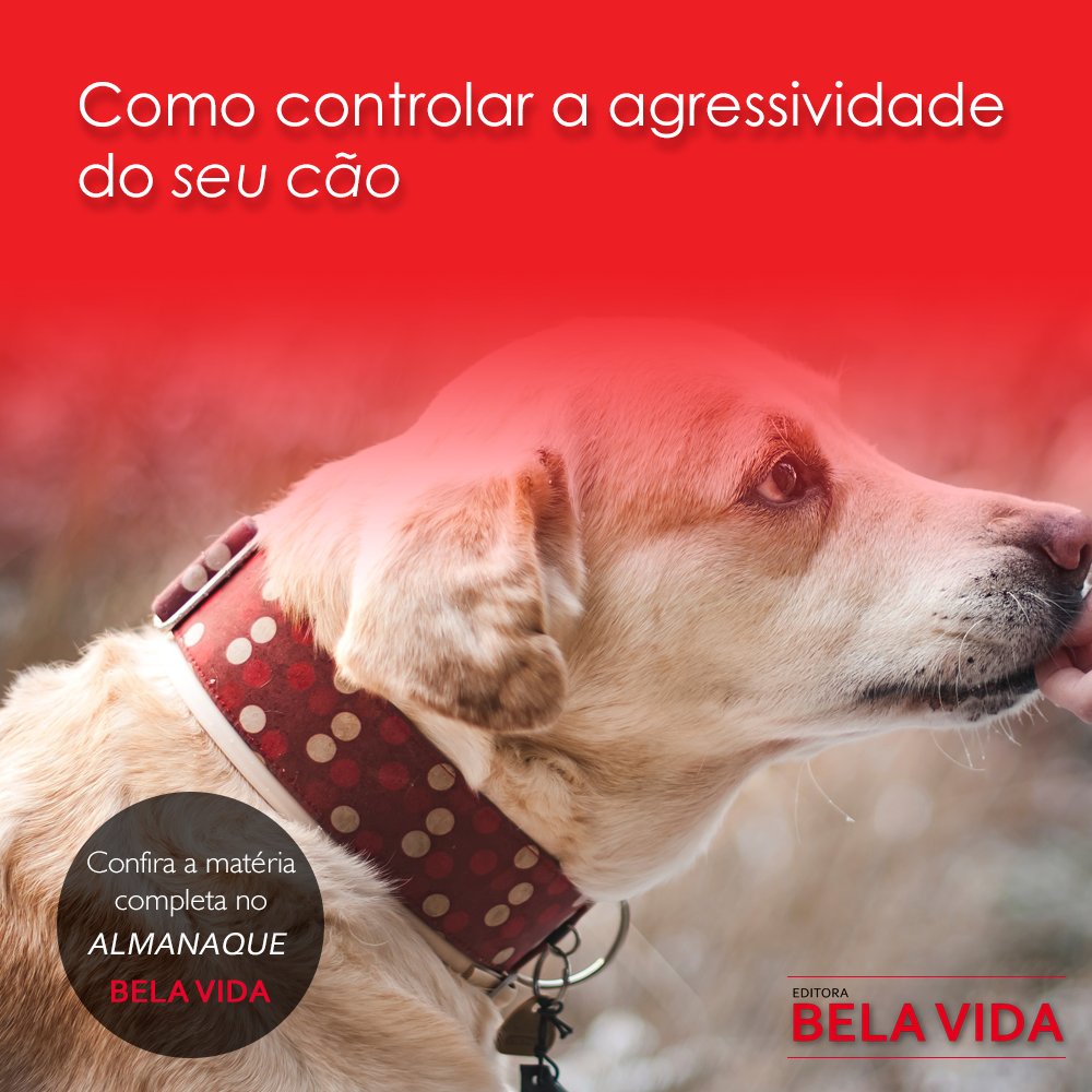 BelaVidaEditora's tweet photo. Veja alguns motivos da agressividade do seu cão e como lidar com ela: https://t.co/uMzt4KpO3b https://t.co/d1HBNviofU