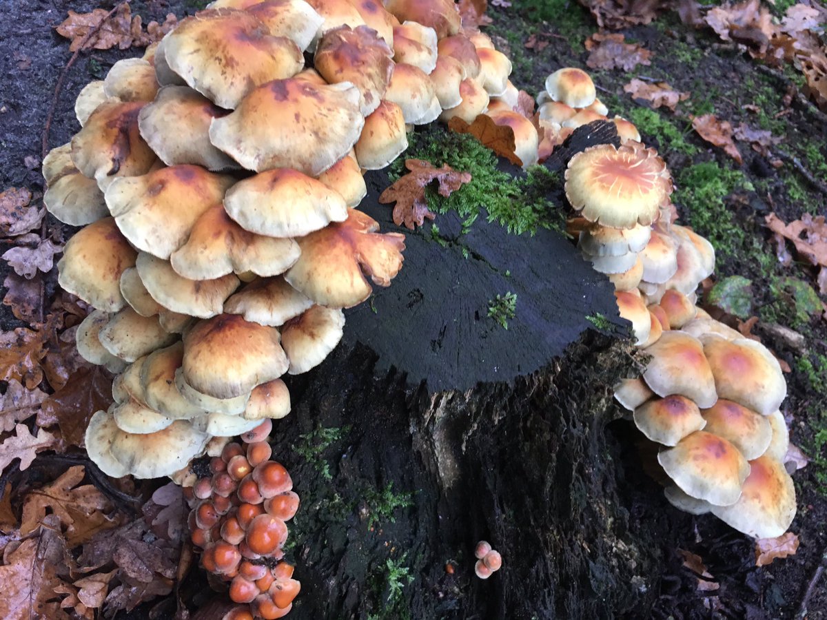 Miranda27mei's tweet photo. Rondleiding college @gemGemertBakel door enthousiaste vrijwilligers bij #natuurcentrum #despecht. https://t.co/ND6GAtU2sW