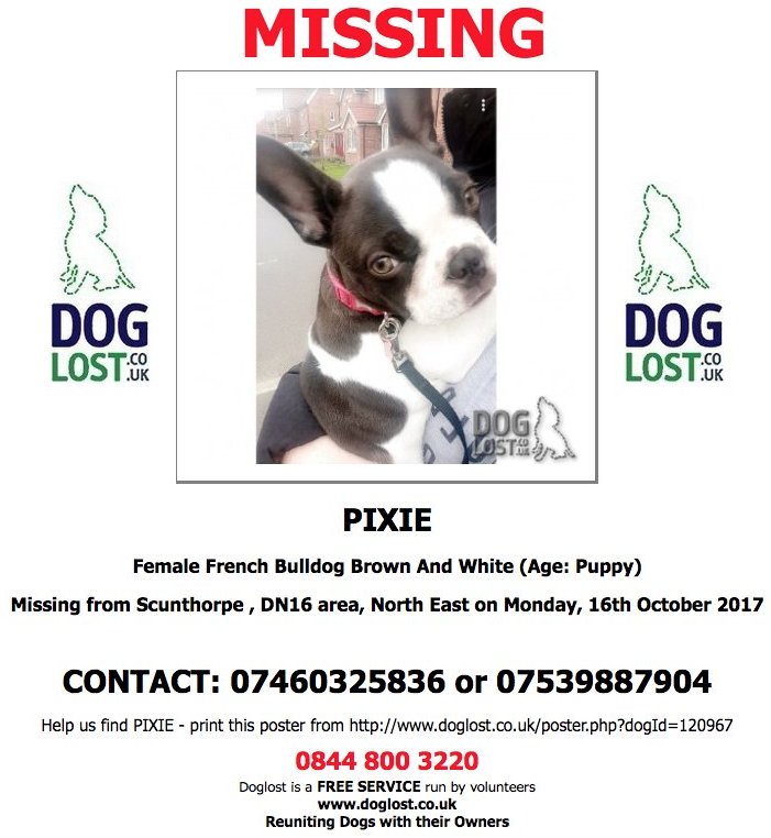 DogLostUK's tweet photo. #REUNITED GREAT NEWS! PIXIE IS HOME! #FrenchBulldog #Puppy #DN16
#reuniteddog #ScanMe https://t.co/2B8YkmX8NQ https://t.co/I6iSZH9cWG