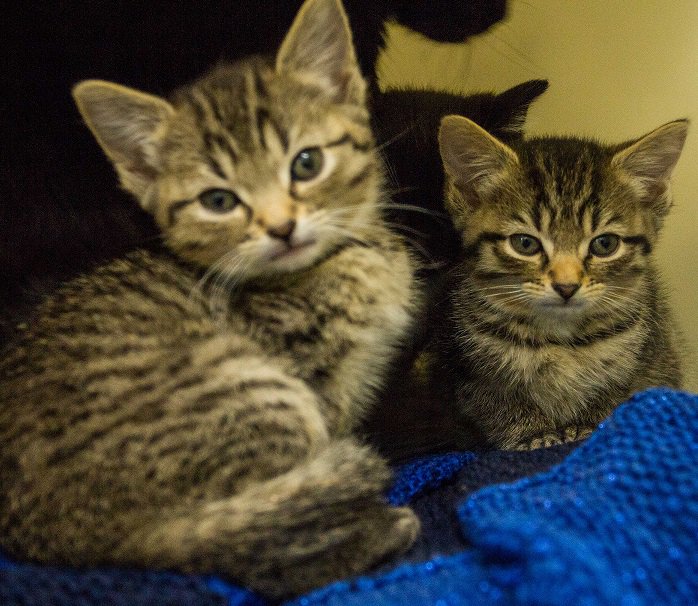 KernelKat's tweet image. Take the Kernel's coffee test at the @nationalpetshow on 4th and 5th Nov at the NEC, #Birmingham #animals #cats #pets #animallovers