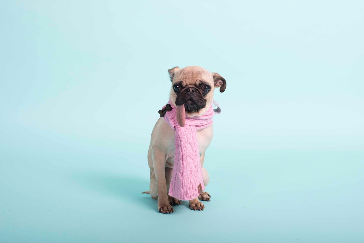 BundlePup's tweet image. Tongue out Tuesday! 
Only 16 days left to support #bundlepup!! Help us reach our goal here: bit.ly/emailcampaign1…