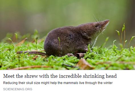 FRLC_LLC's tweet photo. "The head of this tiny mammal shrinks by up to 20% every winter, and grows back at the onset of spring"
https://t.co/hNIQSJTo3J
#shrew https://t.co/f66VbcSueP