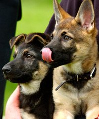 cheshireredhead's tweet photo. Please support those who support Jaws &amp; Paws @MyPetsAtHome @UKUSCAdoggie
@DC_PoliceDogs @rpuAFO @GuideDogsGDA @DogsOfShield1 @Davewardell https://t.co/1bm6Um7acG