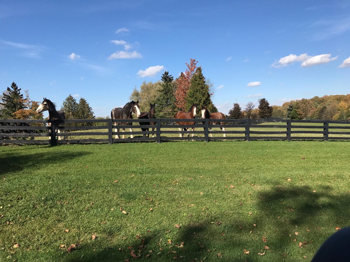 Another Gorgeous Fall Day in King, even the horses are basking in the sun.