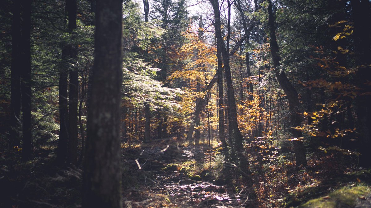 MateCute's tweet photo. The Adirondacks, Upstate New York 🇺🇸 https://t.co/vmrTykutbN