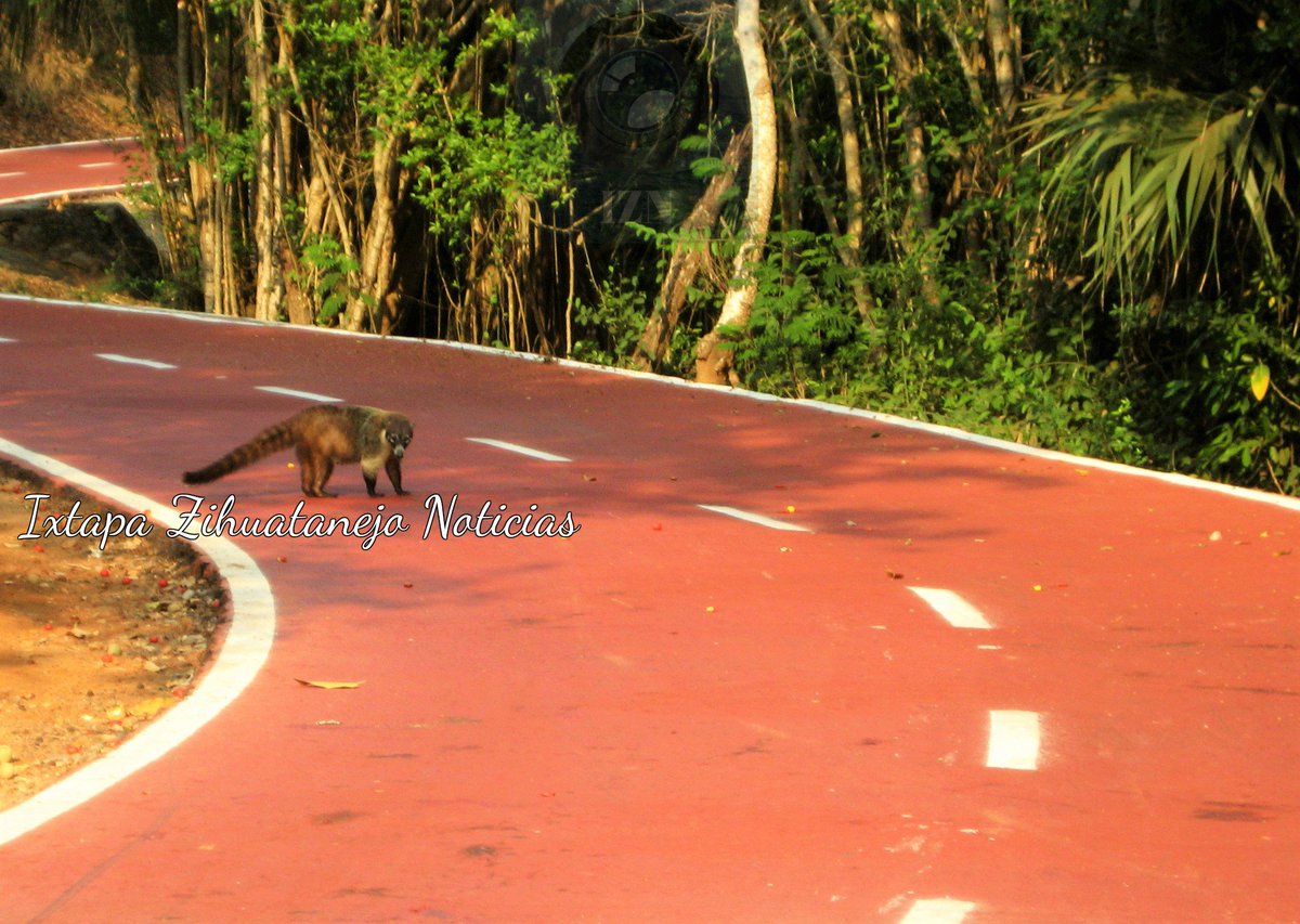 IXTZIHNoticias's tweet photo. #Típico
Ir por la ciclopista ecológica de #Ixtapa y encontrase con mapaches y otros bonitos animalitos.😍 https://t.co/mp9SAUytHX
