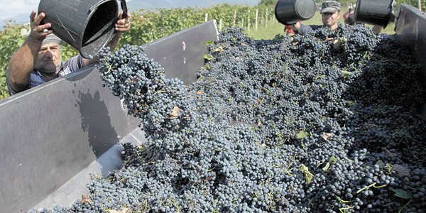 DFinanciero's tweet photo. Producción mundial de vino en su peor nivel en más de 50 años: mercado teme escasez y precios más altos https://t.co/Jhr5NgyOB7 https://t.co/eoh0nHzBfW