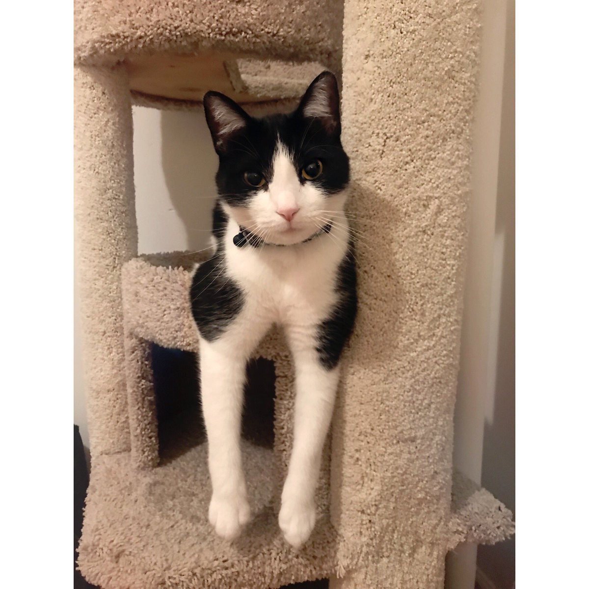 SinRostroMaster's tweet photo. trying to catch Balú😹 this is just too fun🙈 https://t.co/H0VmDI7oGu