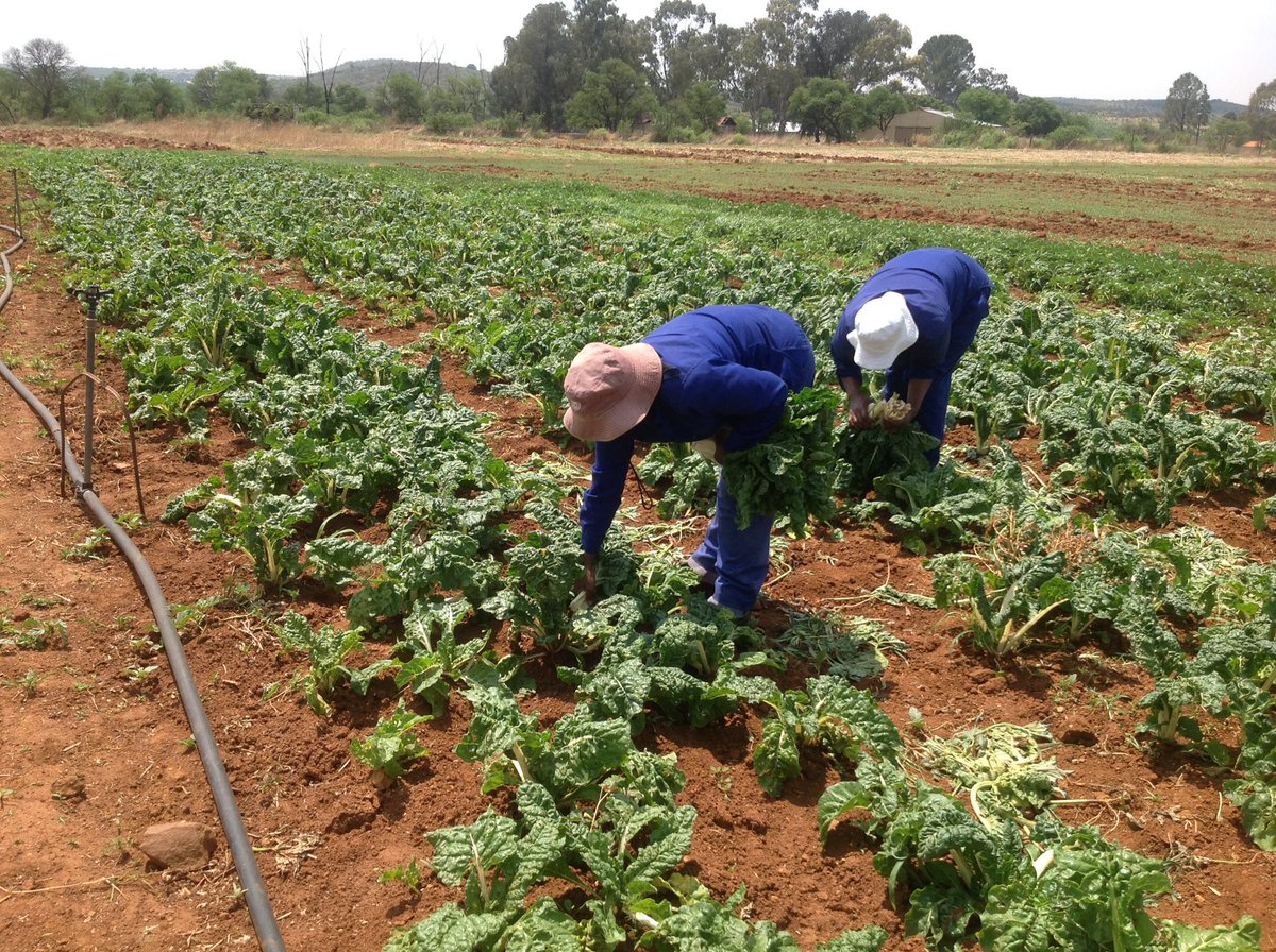 MerafongLed's tweet photo. MMC Best visited Retswelopele co-operative in Wedela and open illegal dumping sites that can be turned into agricultural site......siyaqhuba https://t.co/dbxOjSJY6Q