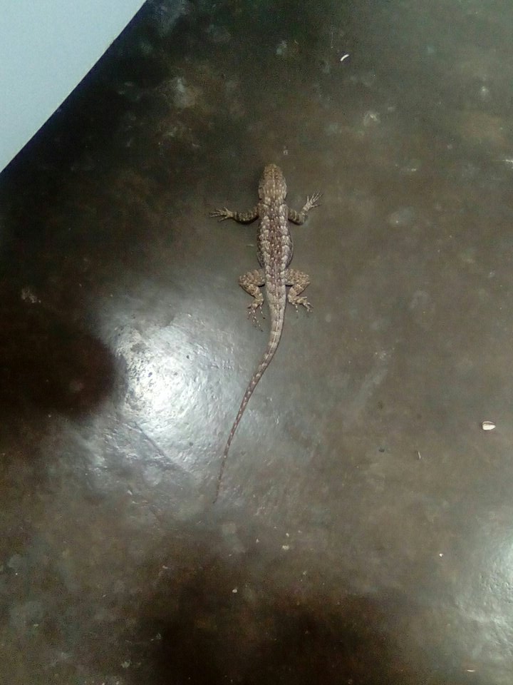 A ratoeira pego o bixin 😭😭😭😭😭😭😭😭😭😭😭😭😭😭😭😭eu tirei ele só q ele n resistiu