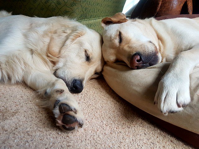 LabradorFanClub's tweet photo. These Awesome pups are Apollo and Trojan :) Describe this picture with ONE word

Photo sent by Caroline Anderson https://t.co/cZuE7lw6Fu