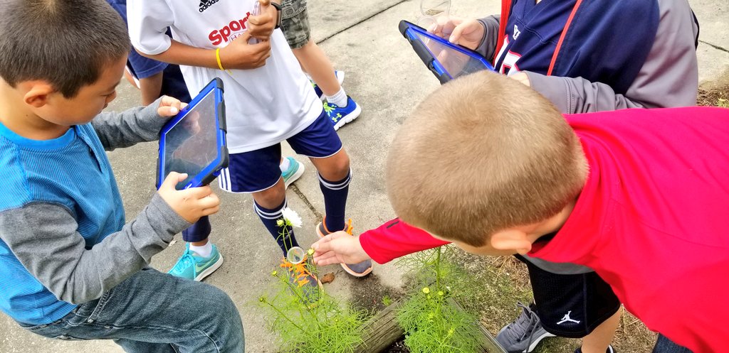 KyleHamstra's tweet photo. What animals are eating #ddegardens plants? Fourth grade closely observes and researches solutions. #ddestem #sci4L11 #sci4L12 #sci4L13 https://t.co/vUDpr9u2GM